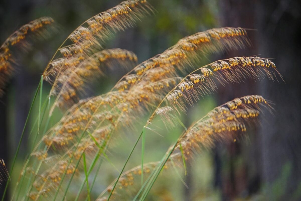 Lopsided indiangrass in full bloom in a pine flatwood.
