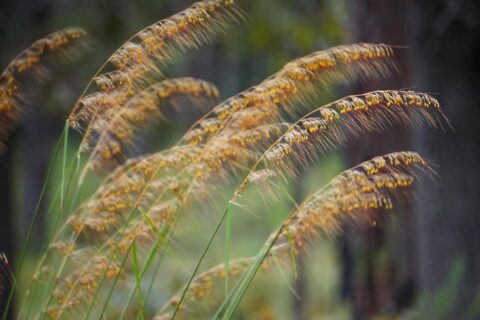 Lopsided indiangrass in full bloom in a pine flatwood.