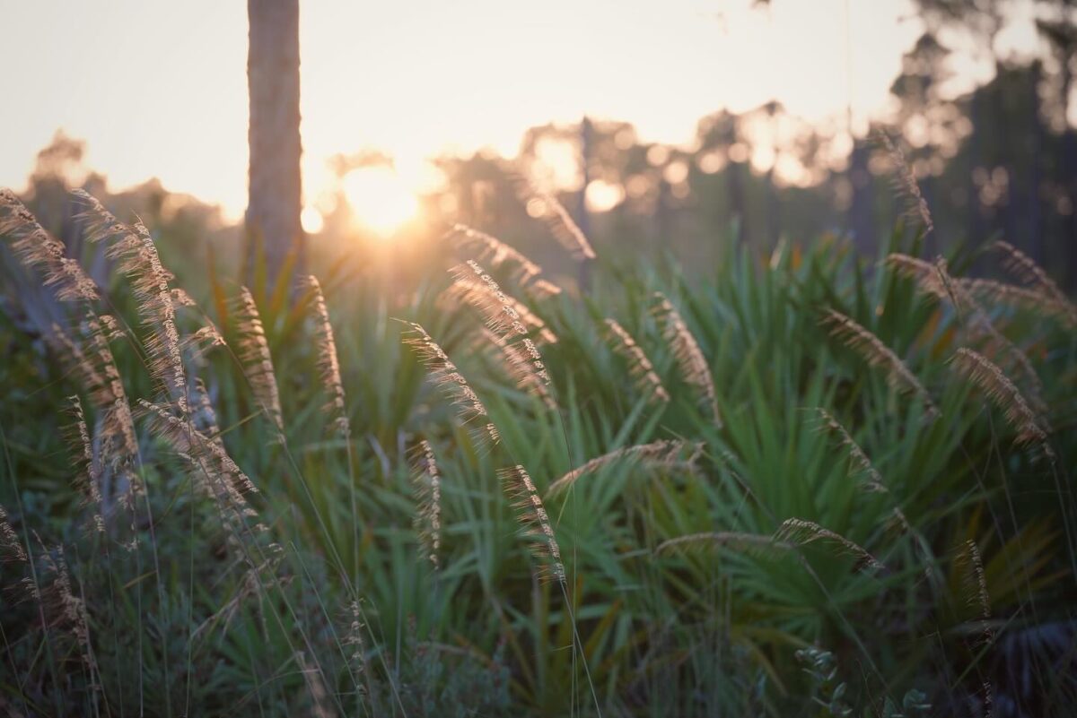 Lopsided indiangrass flowers backlight by the setting sun in a pine flatwood.