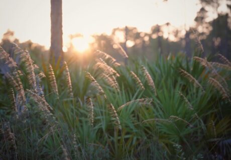 Lopsided indiangrass flowers backlight by the setting sun in a pine flatwood.