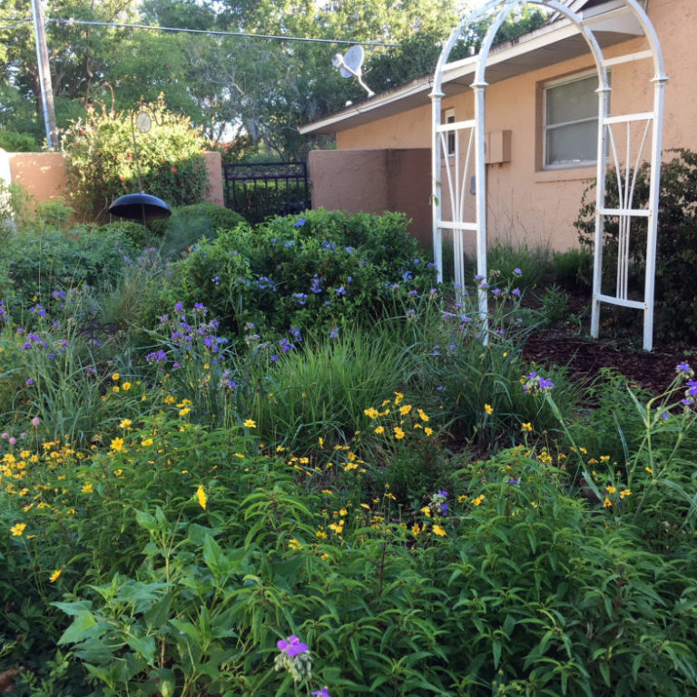 Native Plant Landscape