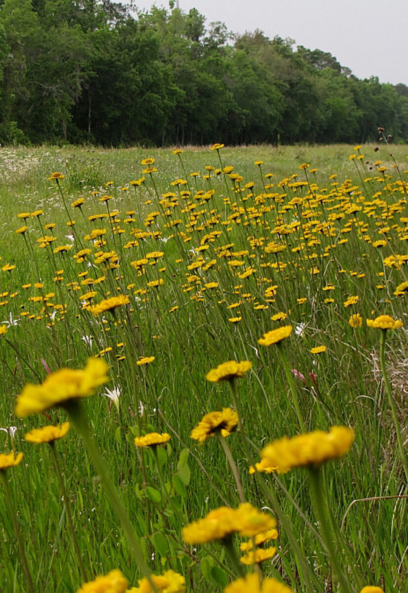 Flower Fields