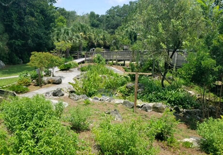 Enchanted Forest Sanctuary butterfly garden