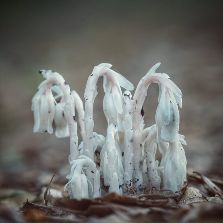 A cluster of white, translucent Indianpipe plants growing among fallen leaves on the forest floor.