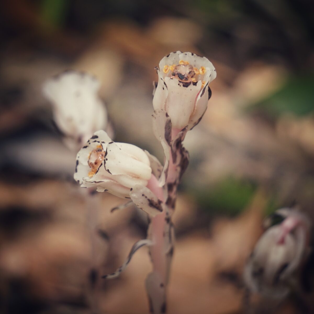 Close-up of translucent, pale white Indianpipe flowers with specks of black.