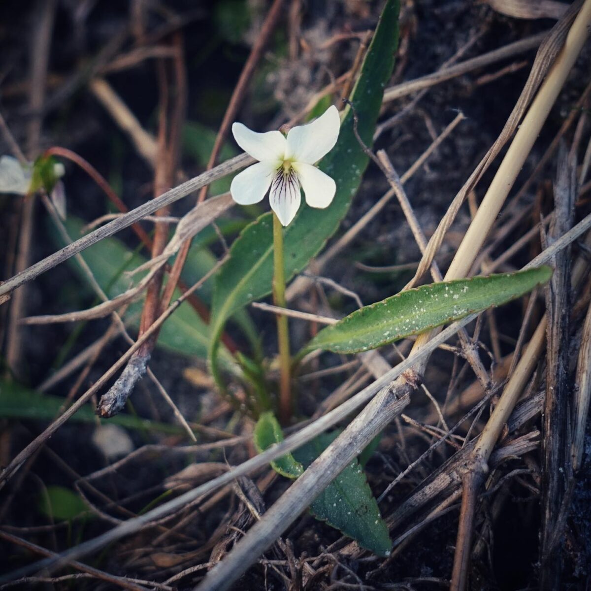 Bog white violet in flower with green lanceolate leaves.