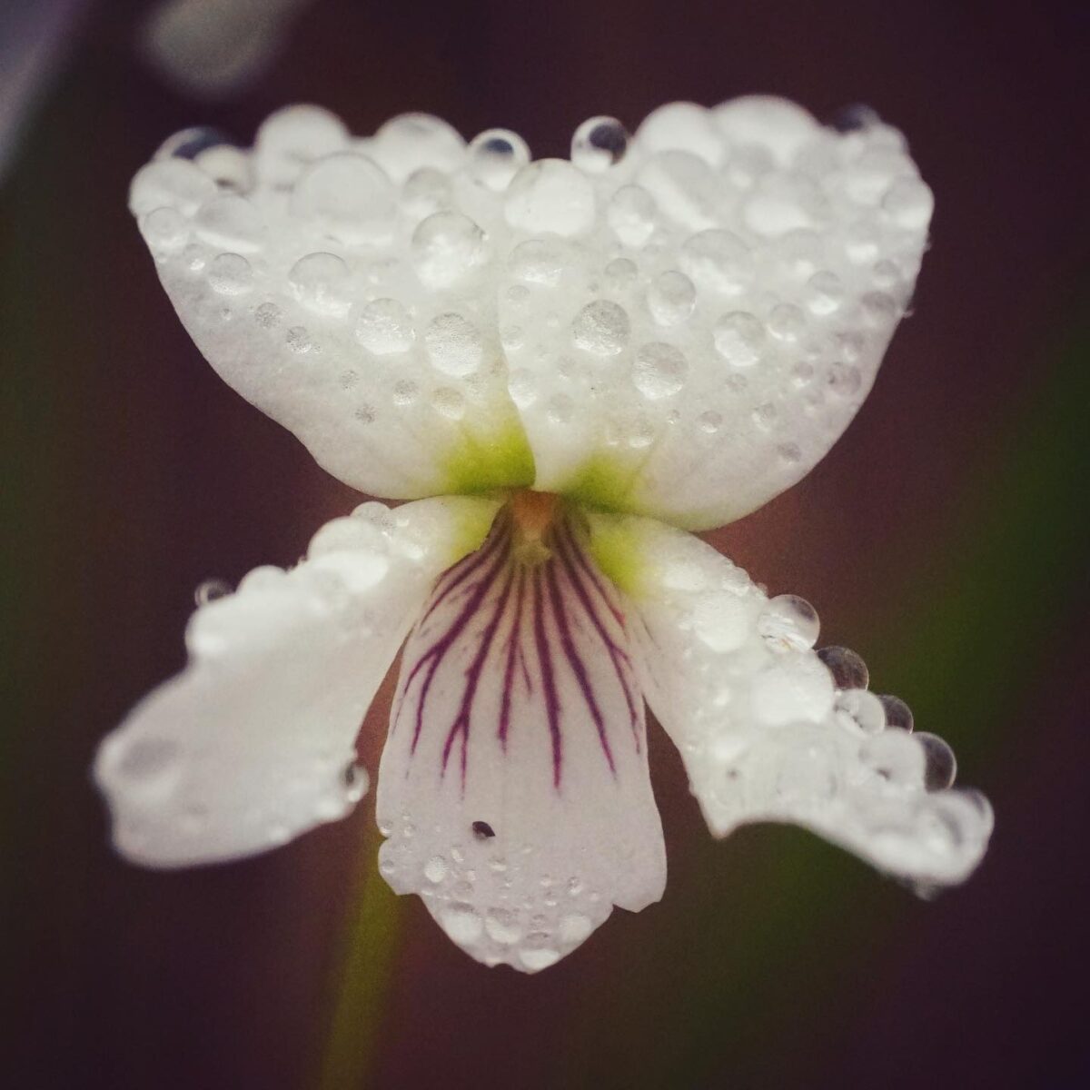 Close-up of Bog white violet with white petals and dark purple veins on the lower center petal.