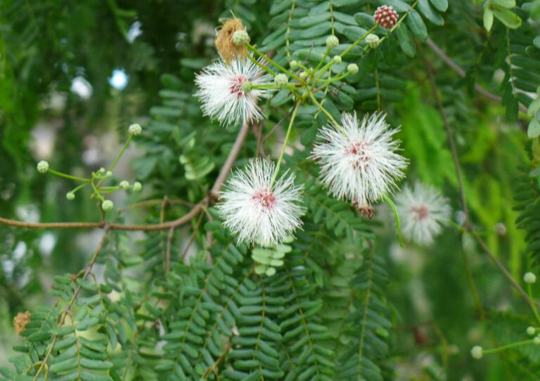 False tamarind