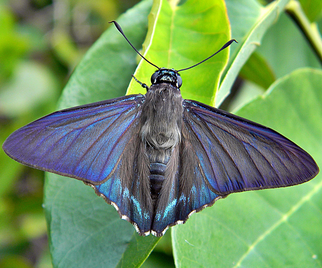 Mangrove skipper (Phocides pigmalion) by Bob Peterson