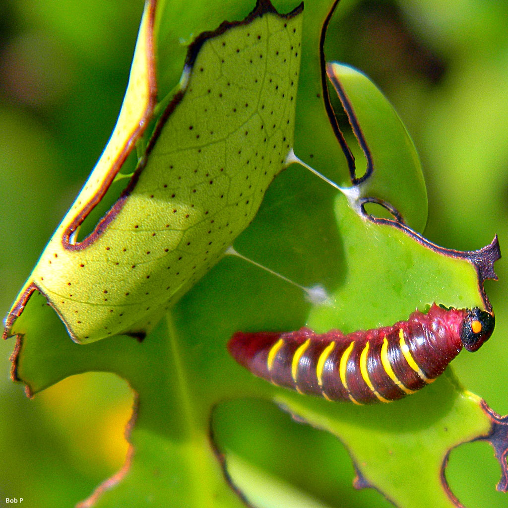 Mangrove skipper caterpillar by Bob Peterson
