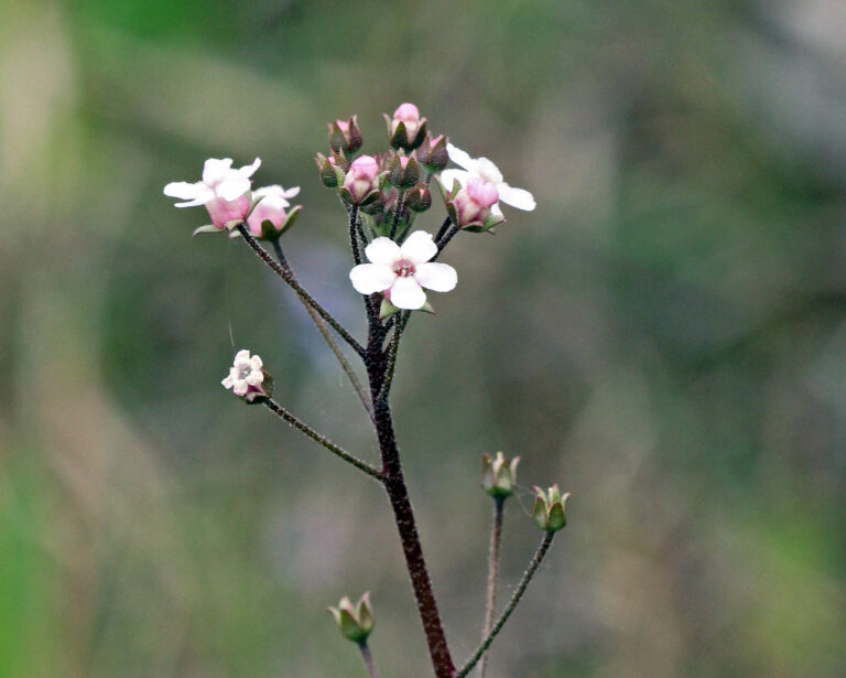 Water pimpernel