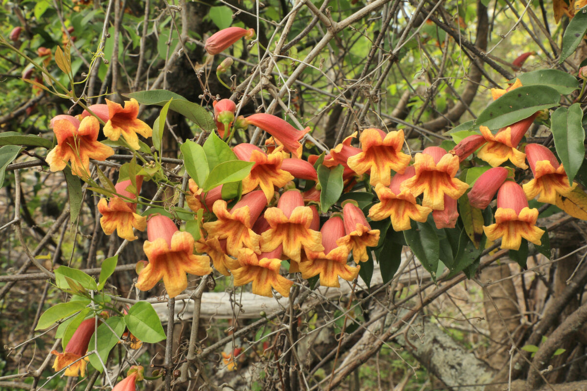A cluster of orange and yellow Crossvine flowers. 