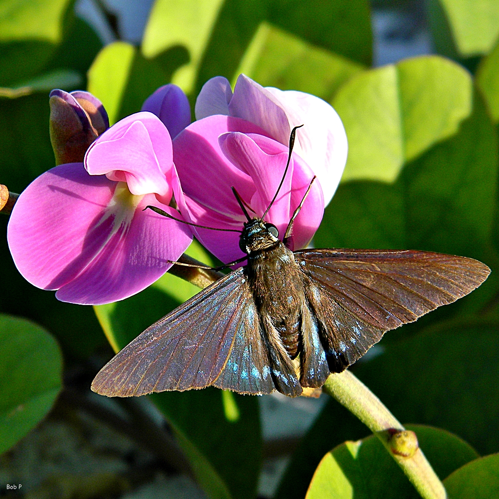 Mangrove skipper (Phocides pigmalion) by Bob Peterson