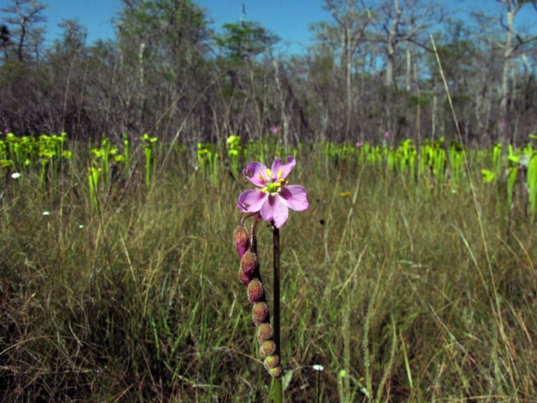 Carnivorous plants — novel natives with showy flowers
