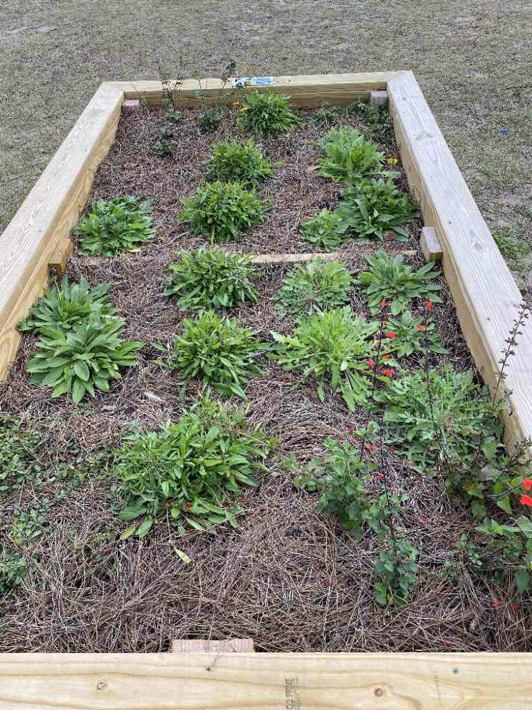 2021 Seedlings for Schools planting at Fernandina Beach Middle School