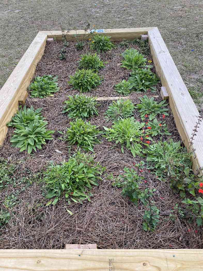 2021 Seedlings for Schools planting at Fernandina Beach Middle School