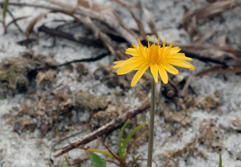 Virginia dwarfdandelion