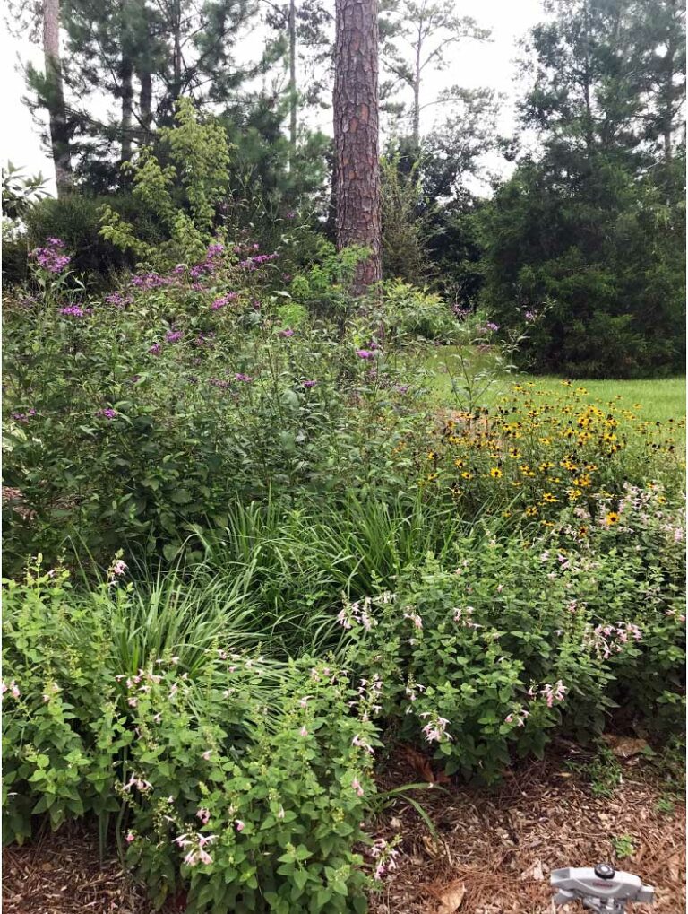 WEBINAR — Underutilized Native Wildflowers with Ornamental Potential