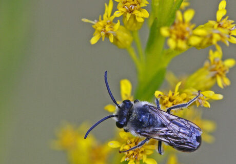 Cellophane bee (Colletes sp.) by Mary Keim