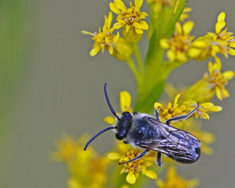 WEBINAR — Florida’s Native Bees: Biology, Identification and Conservation