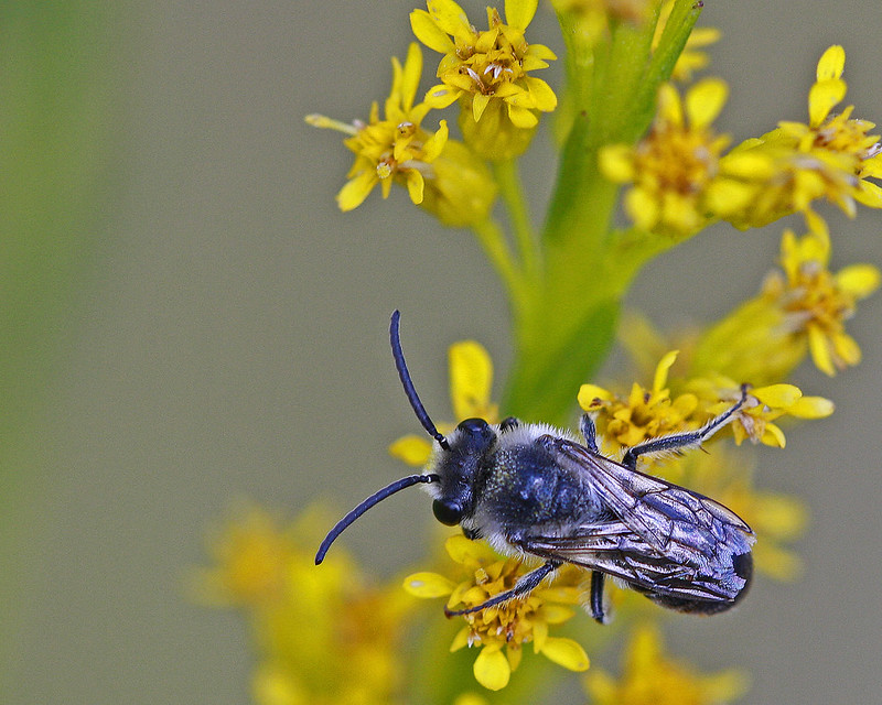 Cellophane bee (Colletes sp.) by Mary Keim