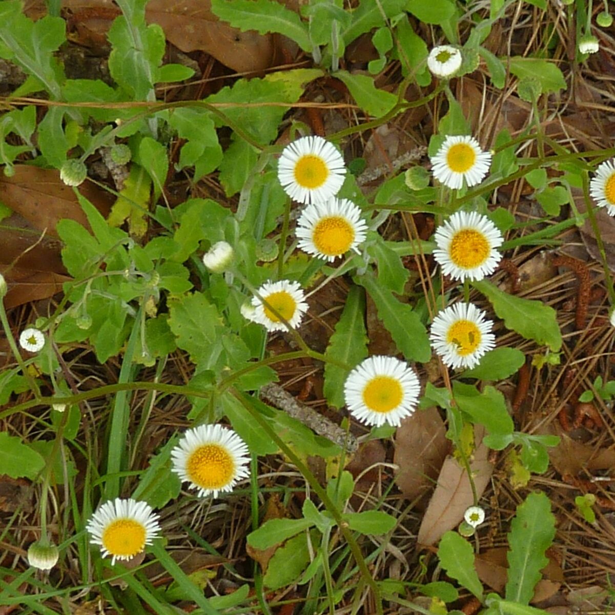 A blooming cluster of Oakleaf fleabane viewed from above, demonstrating the oak leaf-like basal leaves. 