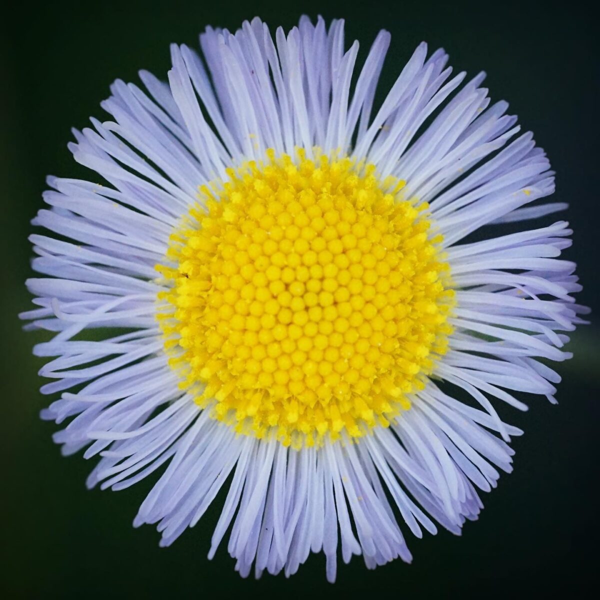 Close-up of Oakleaf fleabane's small flower with pale lavender ray florets surrounding bright yellow disc florets. 