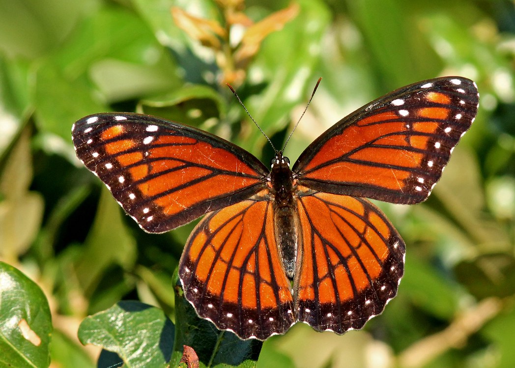Viceroy, Limenitis archippus by Mary Keim