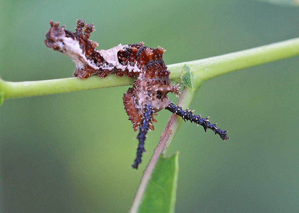 Viceroy, Limenitis_archippus_larva by Mary Keim