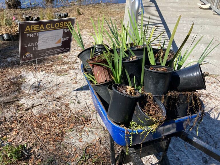 Lake County, FWF partner on shoreline pollinator habitat