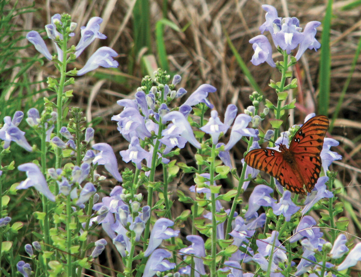 Gulf fritillary visiting a cluster of blooming Helmet skullcap.