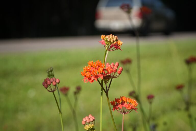 Fewflower milkweed