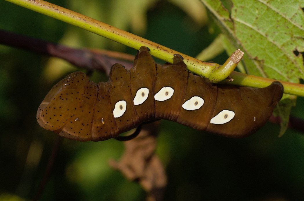 Eumorpha pandorus caterpillar