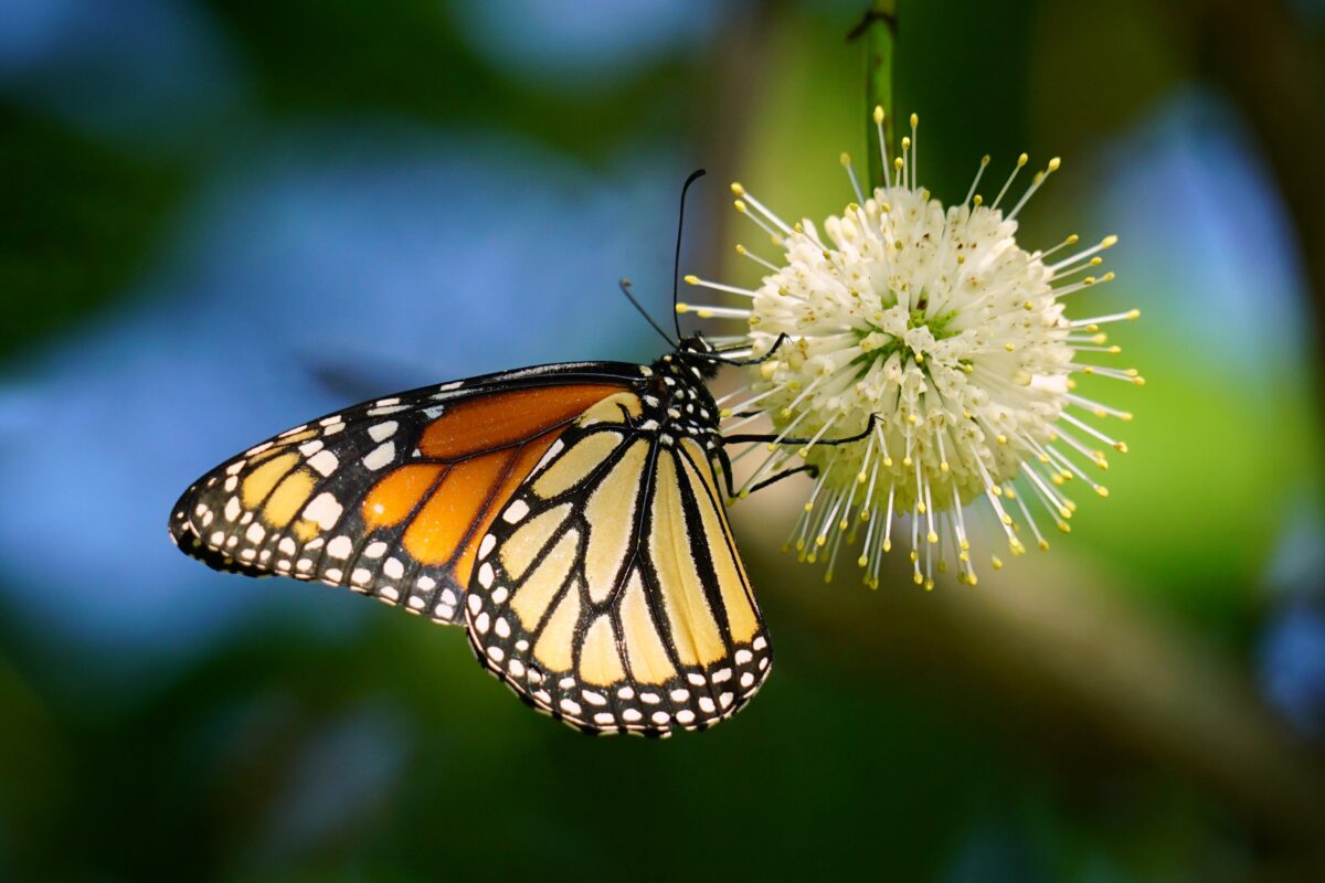 Monarch butterfly feeding on Buttonbush.