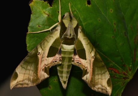 Pandorus sphinx (Eumorpha pandorus)