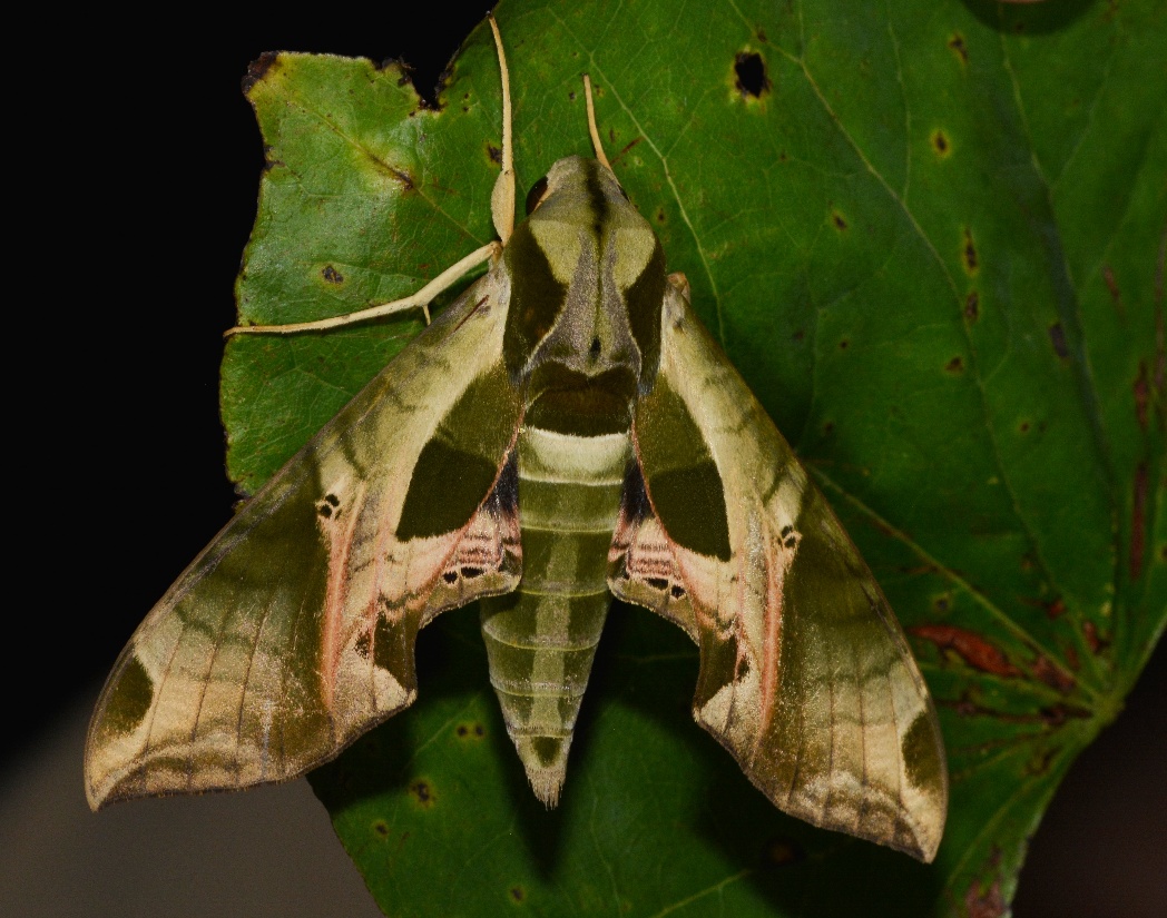 Pandorus sphinx (Eumorpha pandorus)