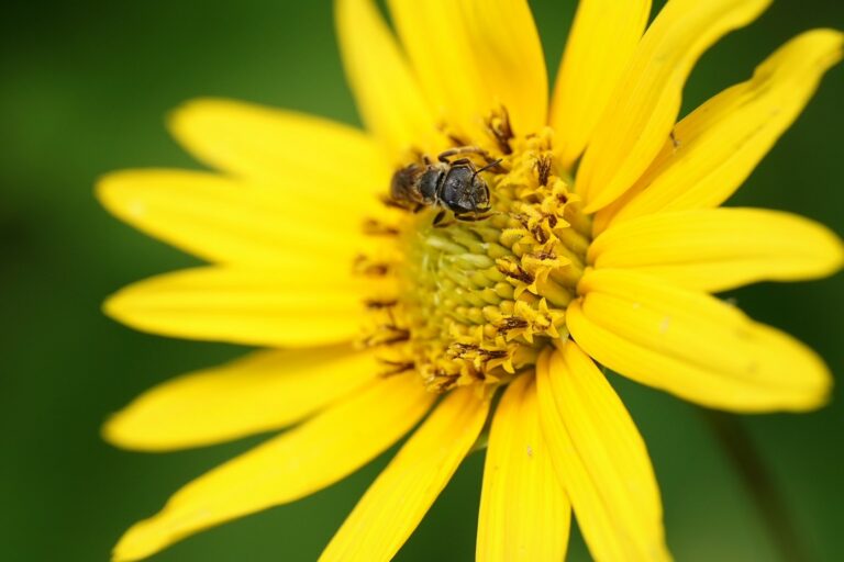 Lakeside sunflower