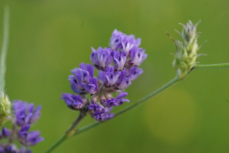 Pineland leatherroot