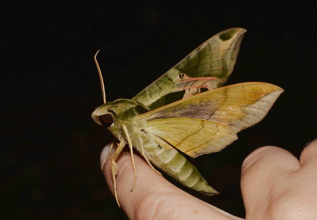 Pandorus sphinx_Eumorpha pandorus_side_Reago and McClarren