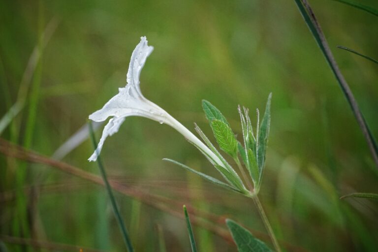 Nightflowering wild petunia