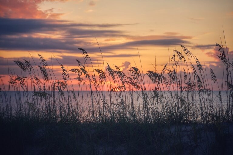 Sea oats