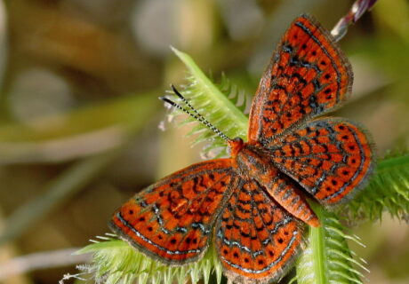 Little Metalmark (Calephelis virginiensis) butterfly. Photo by Mary Keim.