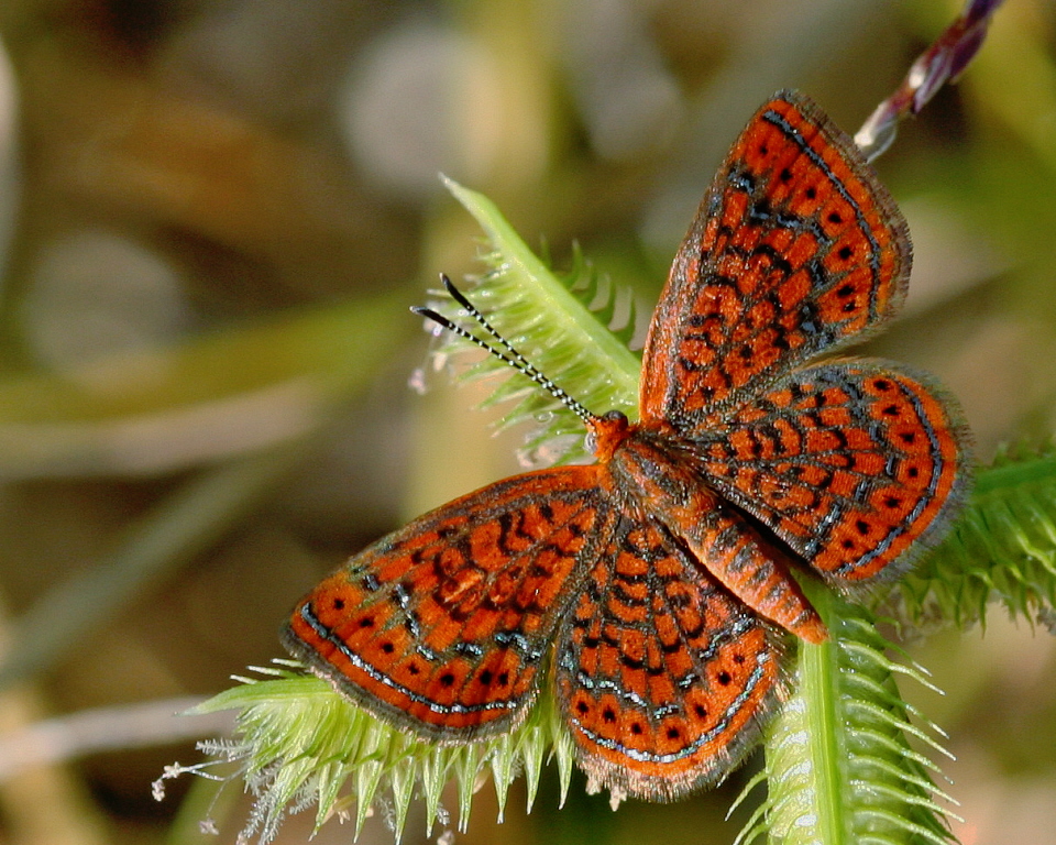 Little Metalmark (Calephelis virginiensis) butterfly. Photo by Mary Keim.