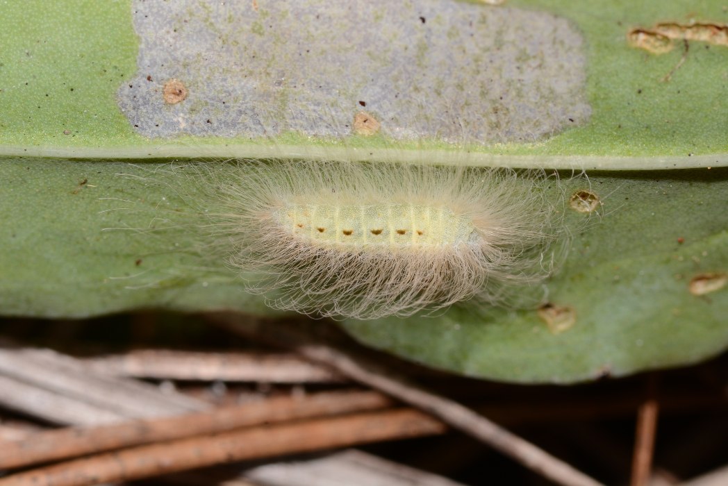 Little metalmark (Calephelis virginiensis) caterpillar. Photo by Ashley Borsarg