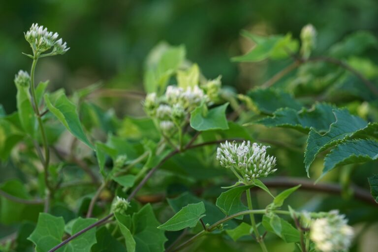 Climbing hempvine