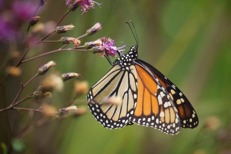 Monarchs and Milkweed