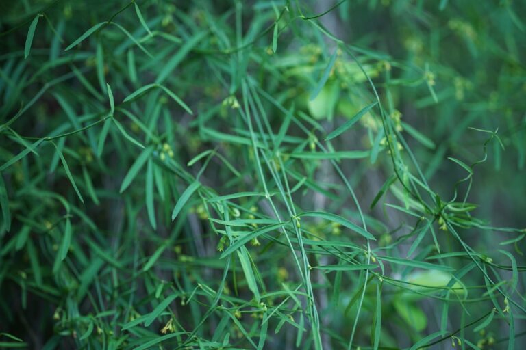 Leafless swallowwort