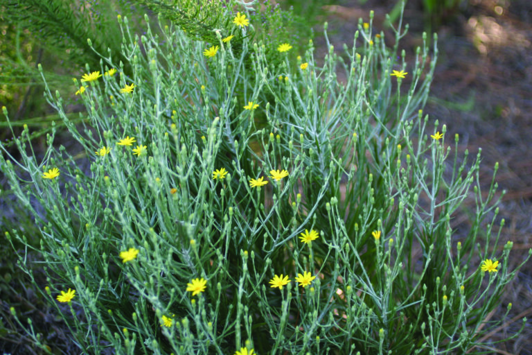 Research seeks to identify groundcovers with greater ecological value for roadsides and utilities