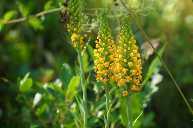 Crested fringed orchid