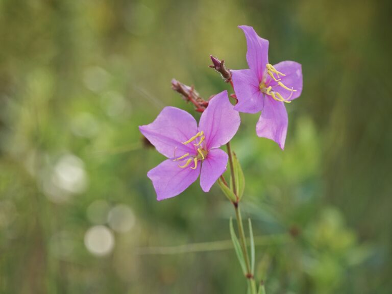 Savannah meadowbeauty